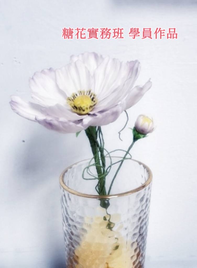 波斯菊